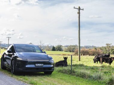 model y tesla field cows farm