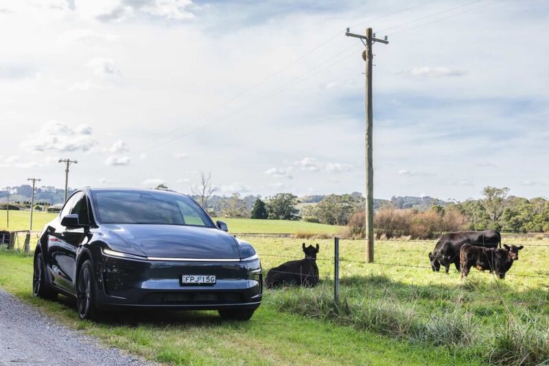 model y tesla field cows farm