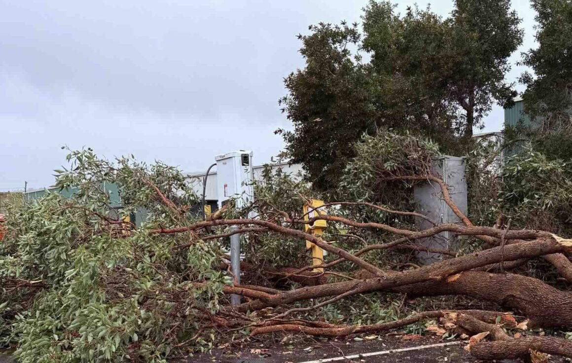 Tree over the Tritium charger at Balingup. Photo: Plugshare.