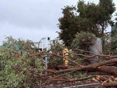Tree over the Tritium charger at Balingup. Photo: Plugshare.